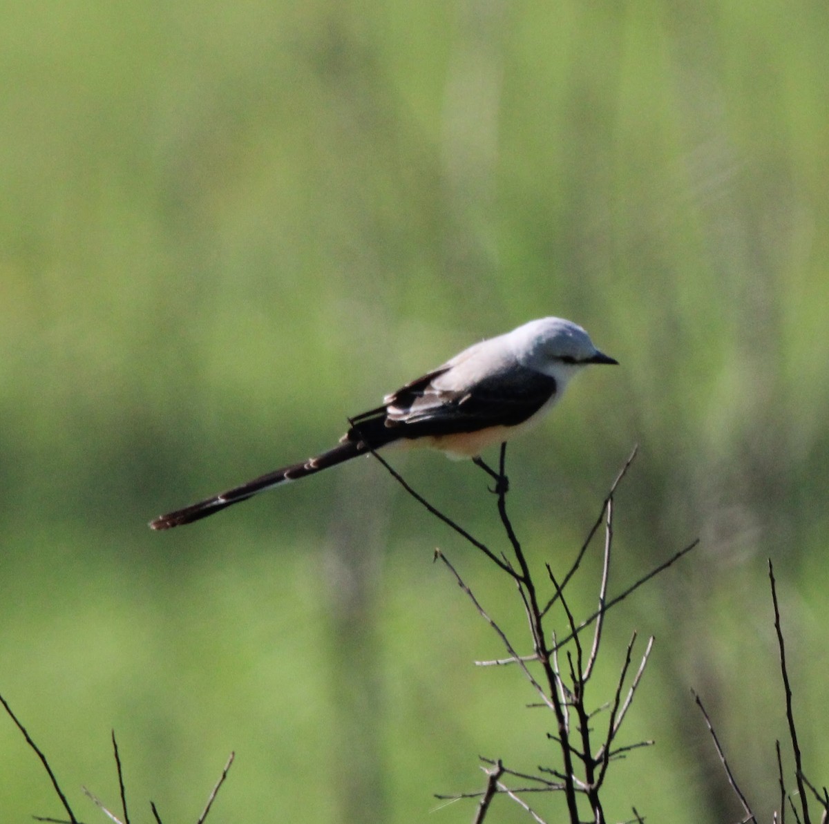 Scissor-tailed Flycatcher - Rick Gray