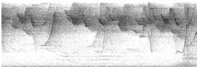 Гвианский колибри-отшельник - ML588264291