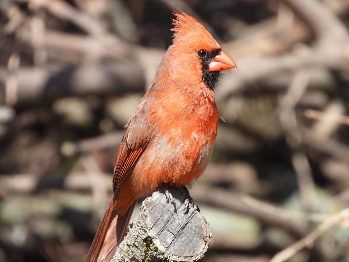 Northern Cardinal (Common) - Matthew Thompson