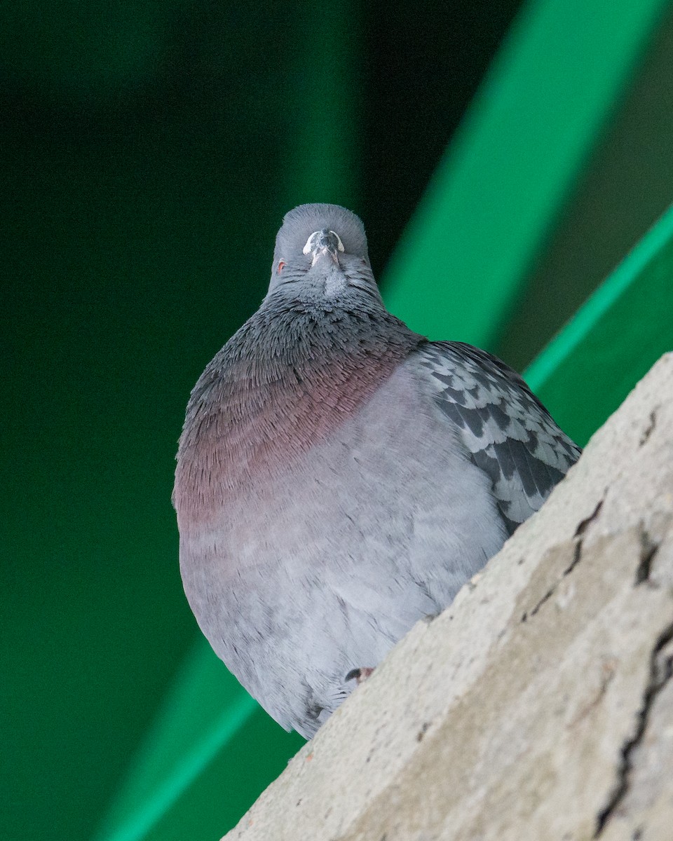 Rock Pigeon (Feral Pigeon) - ML58826651