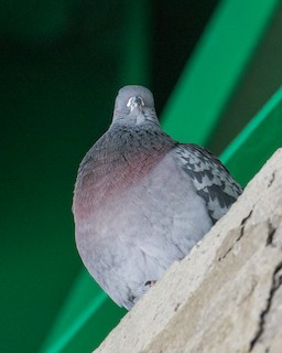 Rock Pigeon (Feral Pigeon), ML58826651