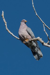 Band-tailed Pigeon, ML58826721