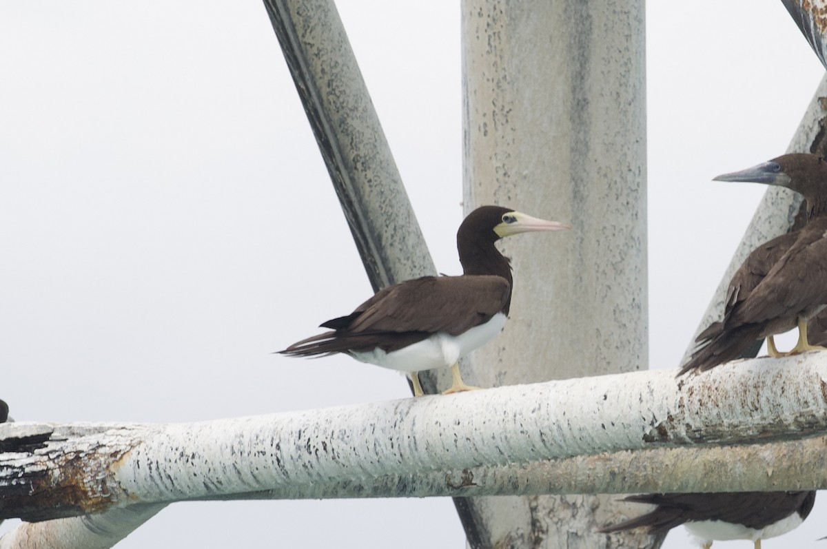 Brown Booby - ML588268431