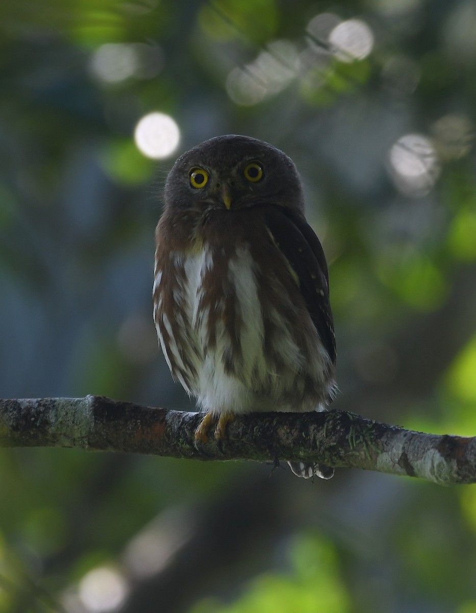 Least Pygmy-Owl - Diorgines Dias
