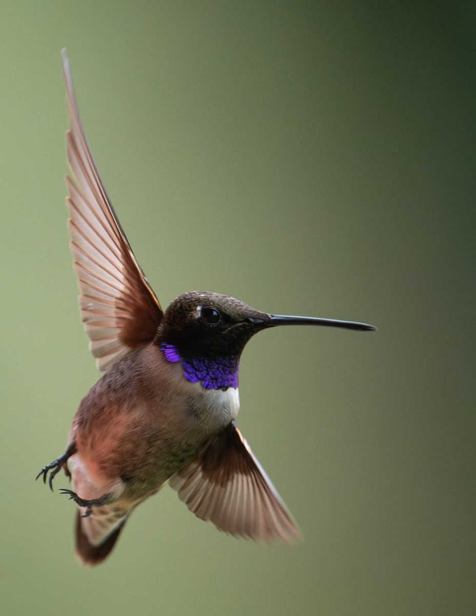 Black-chinned Hummingbird - Ian Routley