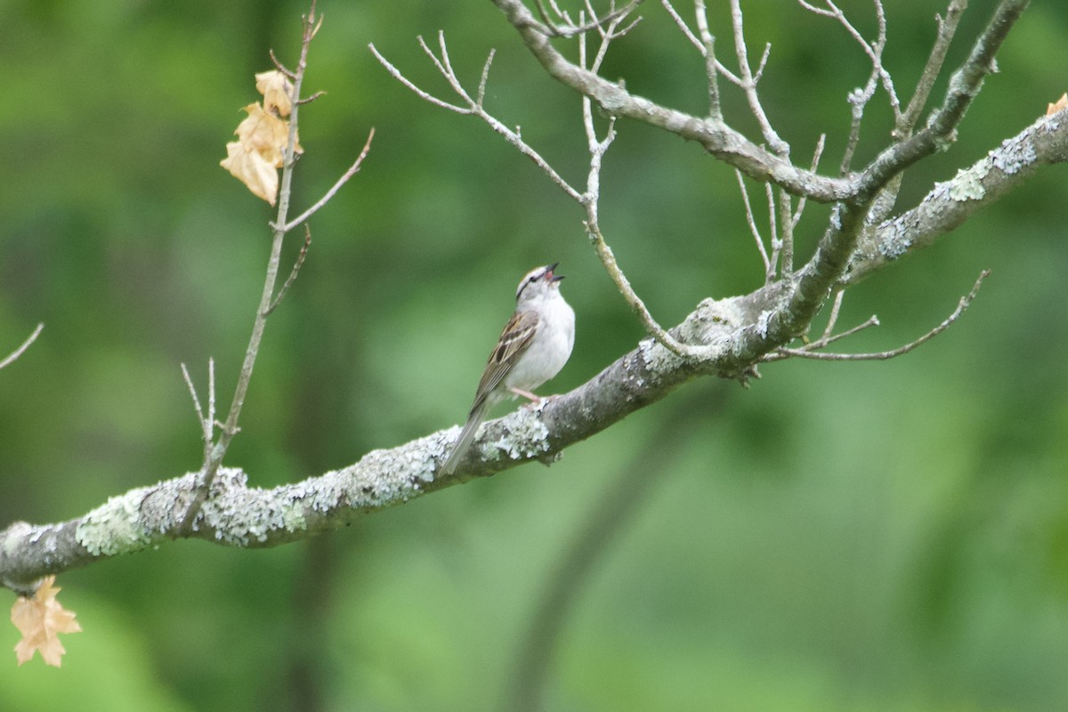 Chipping Sparrow - Greg Hertler