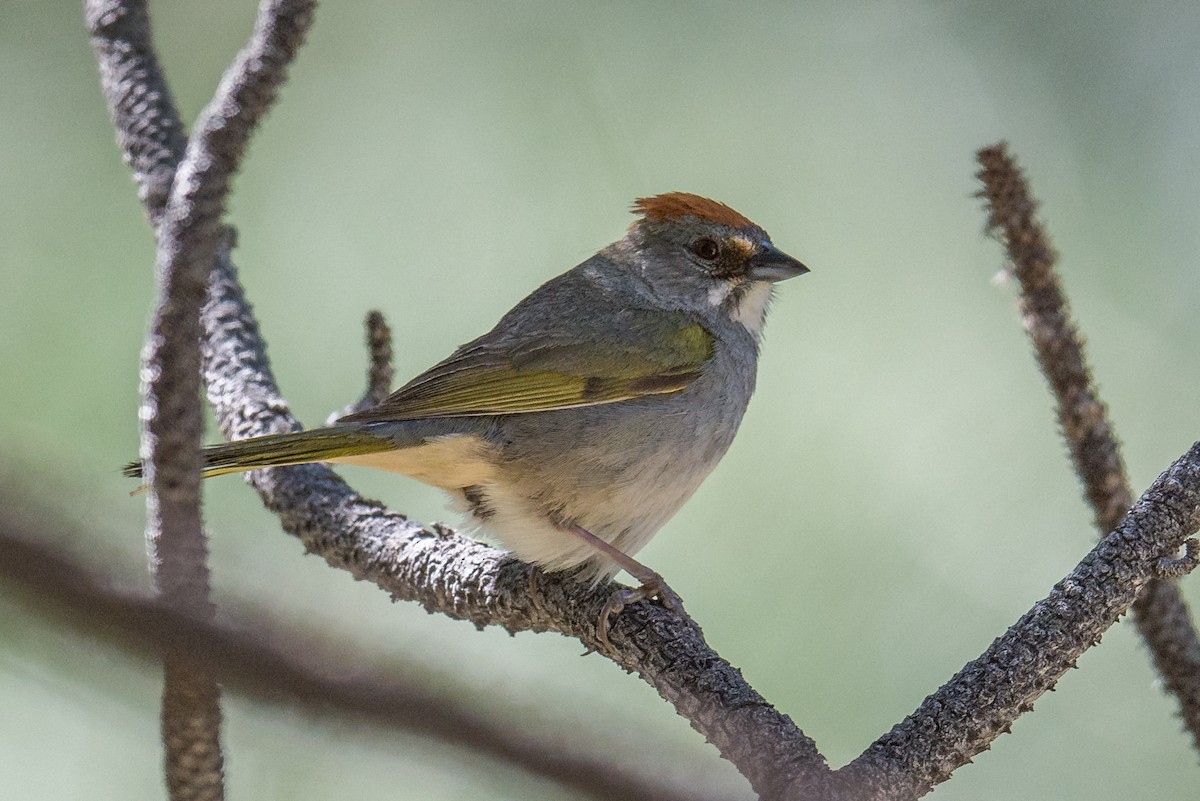 Green-tailed Towhee - Jeff Bleam