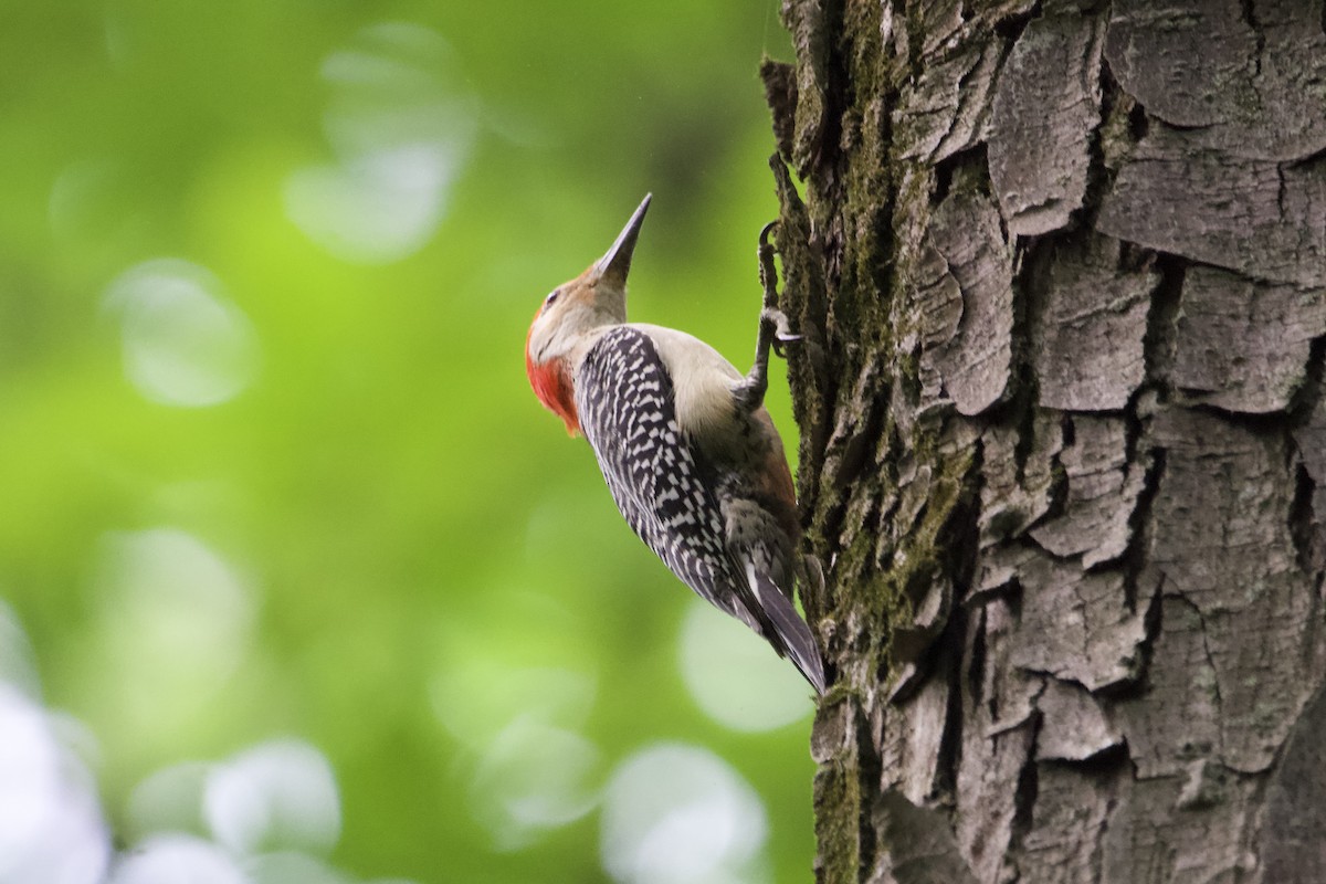 Red-bellied Woodpecker - ML588274391