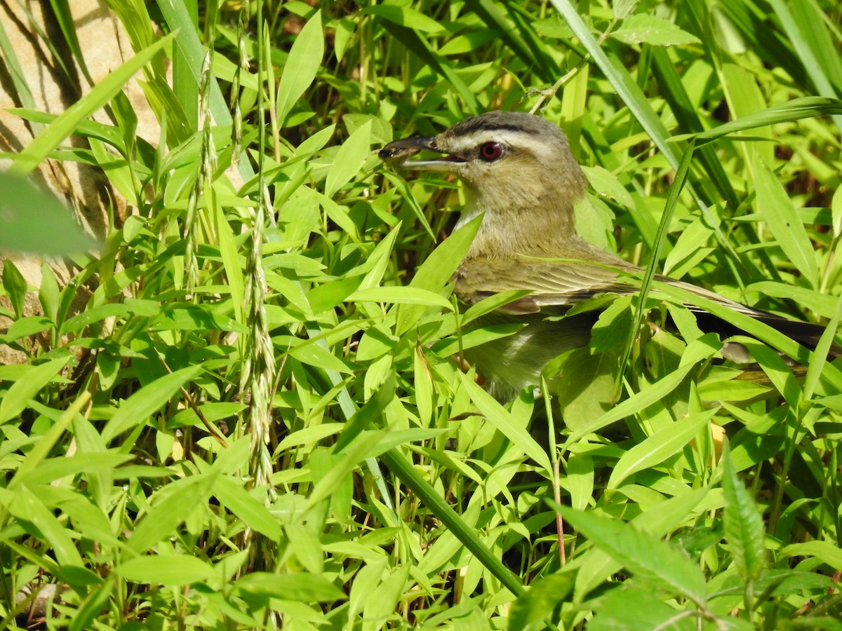 MarylandDC Breeding Bird Atlas Checklist 25 Jun 2023 Woodcock
