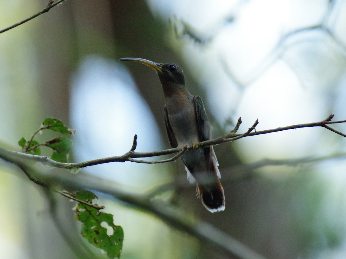 Rufous-breasted Hermit - ML588276471