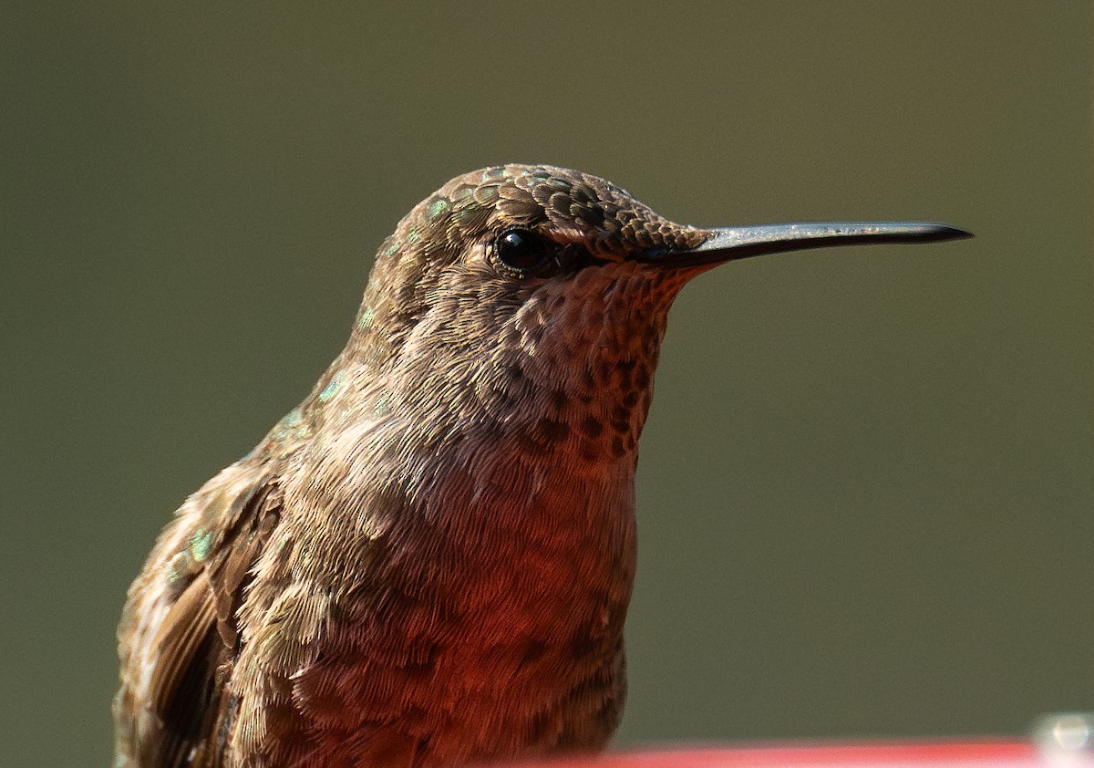 Anna's Hummingbird - Ian Routley