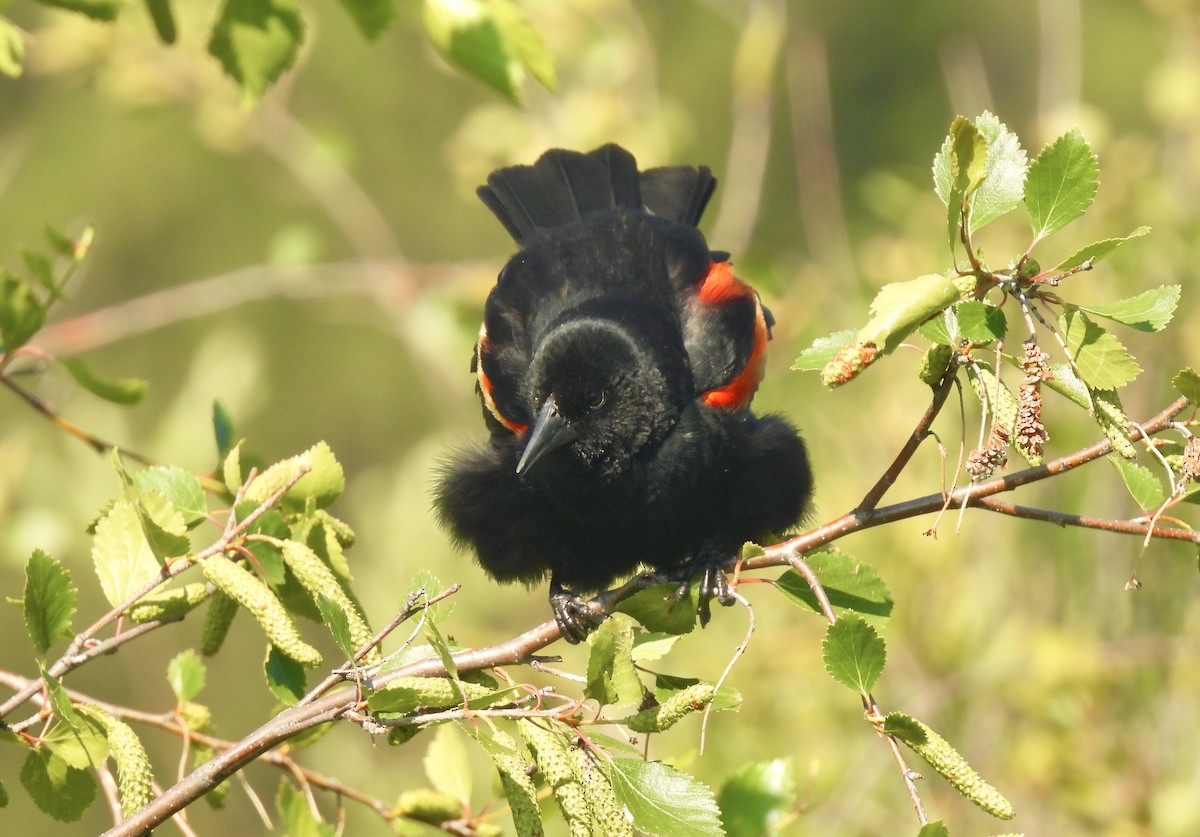 Red-winged Blackbird - ML588280741