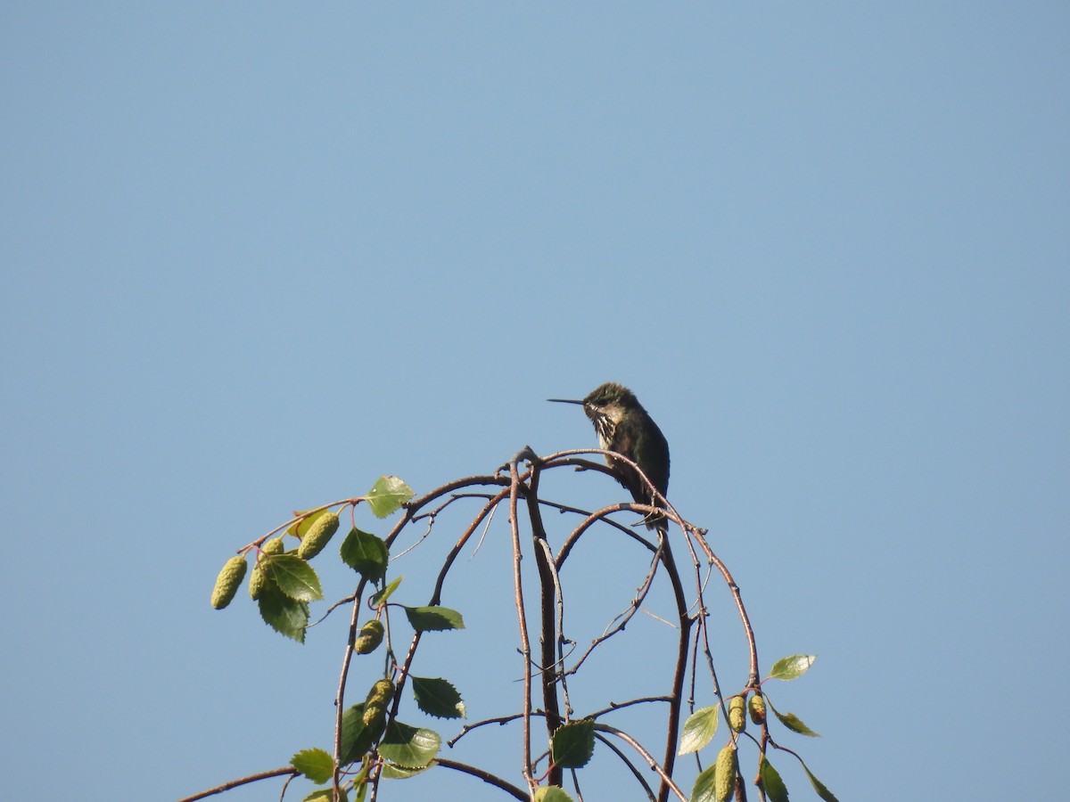 Calliope Hummingbird - ML588280881