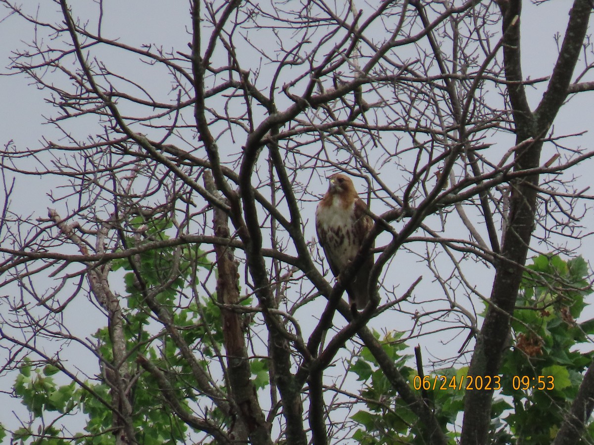 Red-tailed Hawk - ML588282341