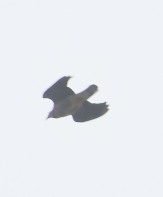Pigeon à queue barrée - ML588282411
