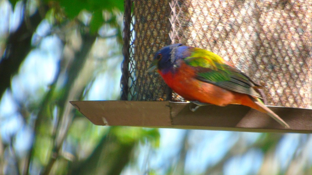 Painted Bunting - ML58828401
