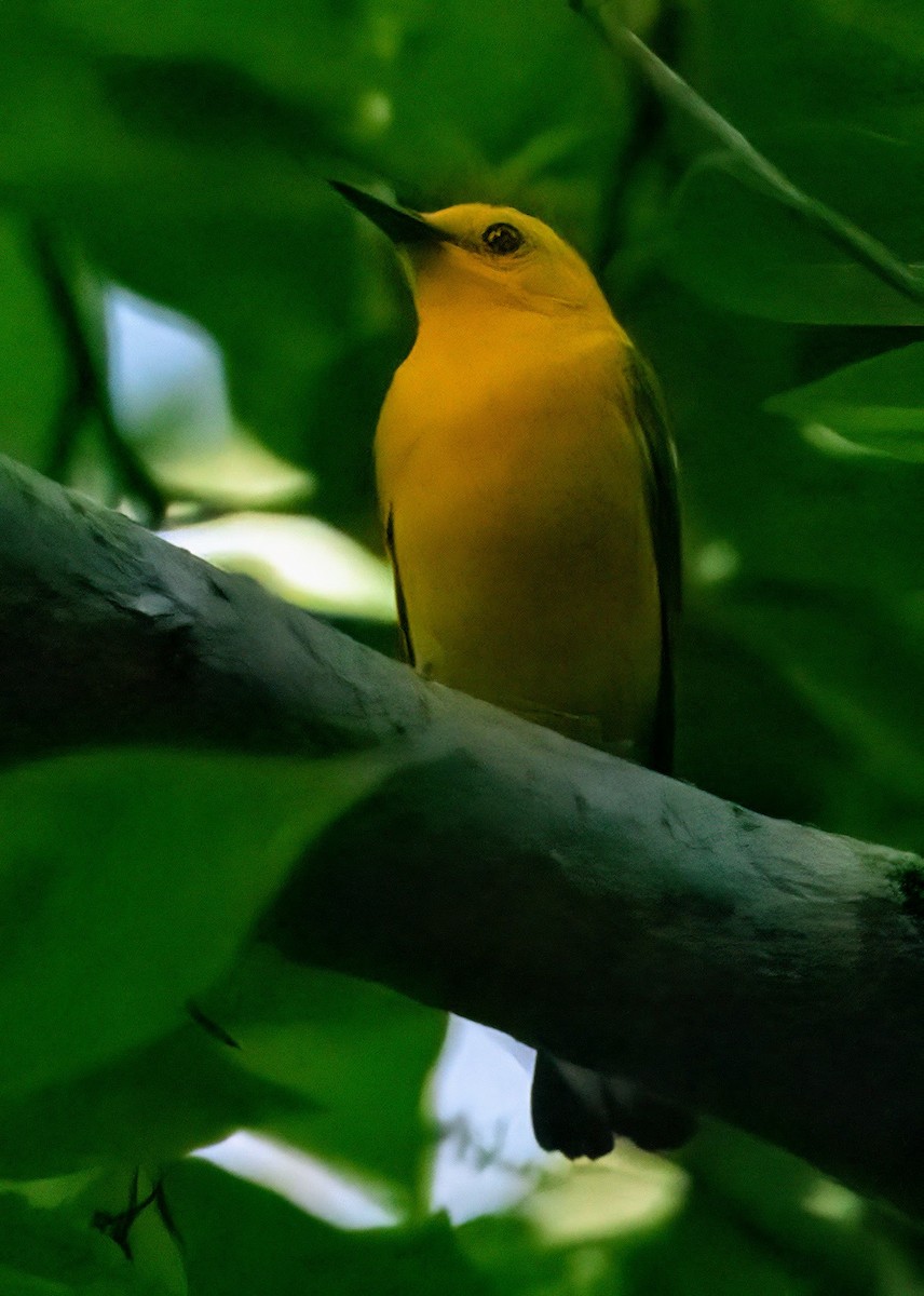 Prothonotary Warbler - ML588286871