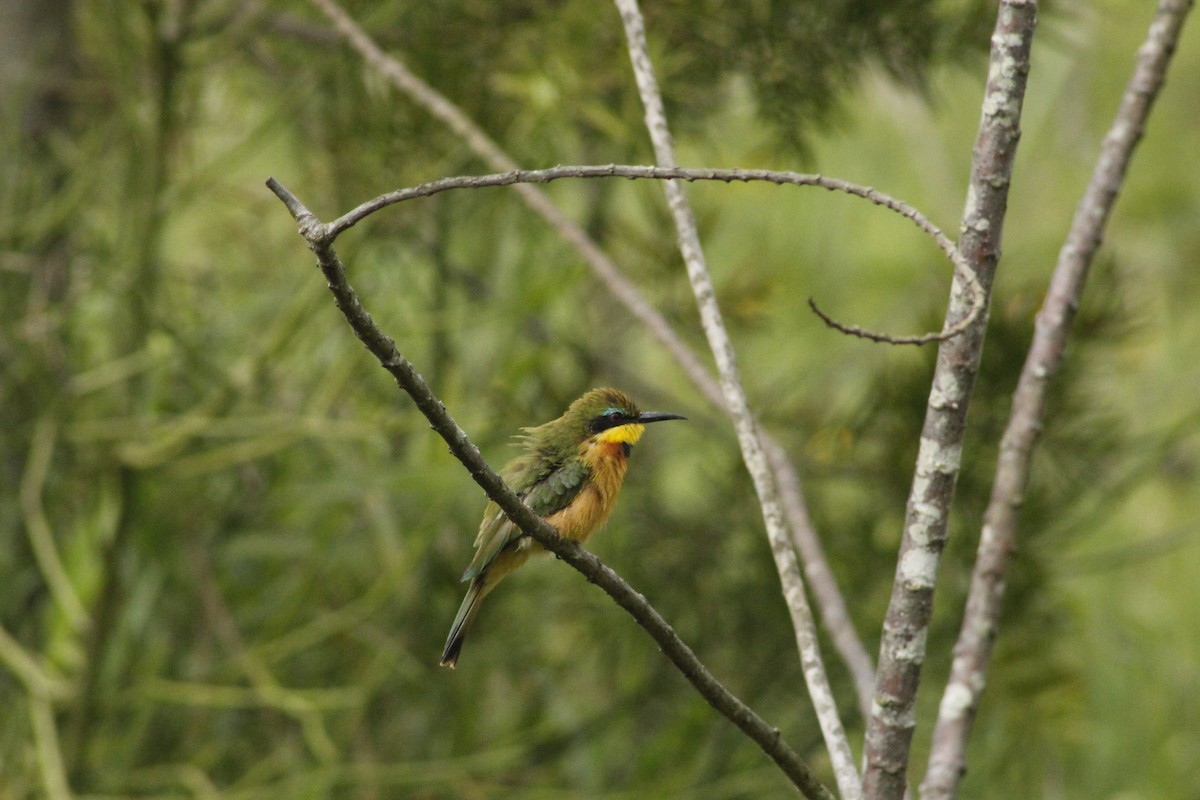 Cinnamon-chested Bee-eater - Joseph Lionceau