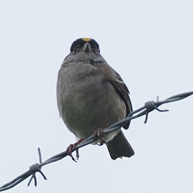 Golden-crowned Sparrow - ML588293771