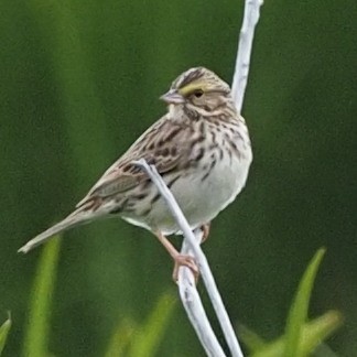 Savannah Sparrow - ML588293791