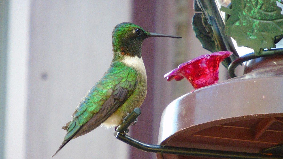 Ruby-throated Hummingbird - Cheryl Fedirko