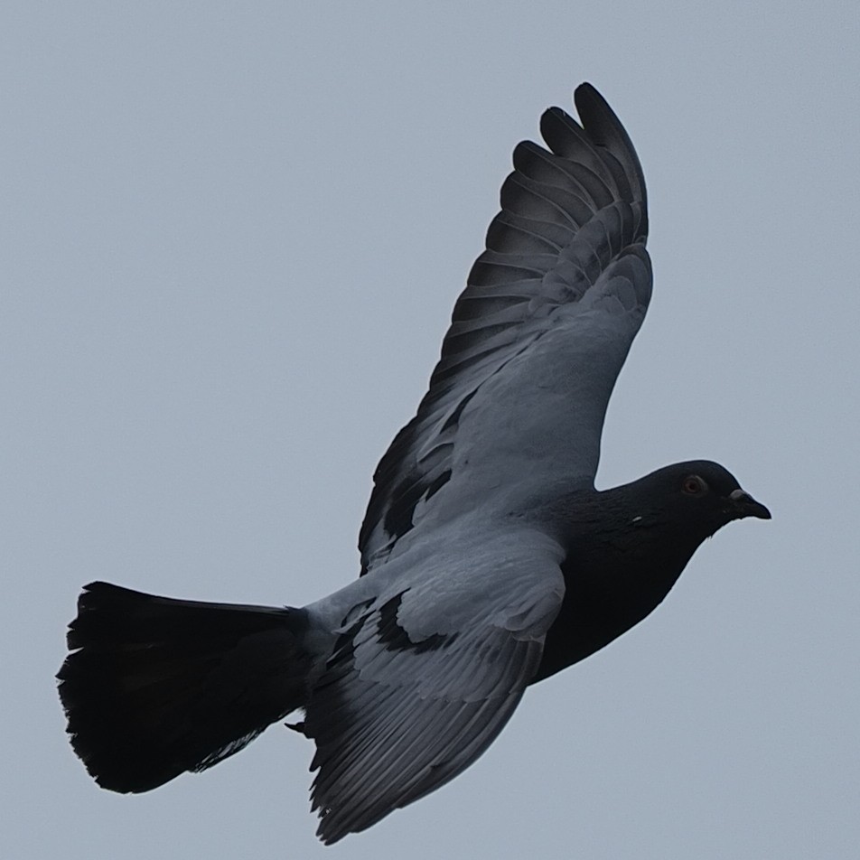 Pigeon biset (forme domestique) - ML588295701