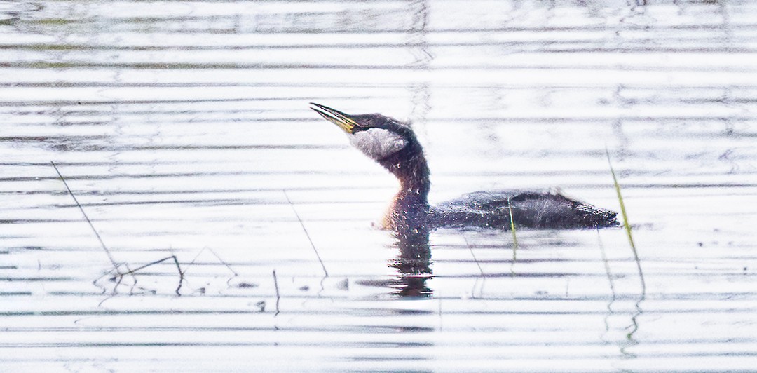 Red-necked Grebe - ML588296281