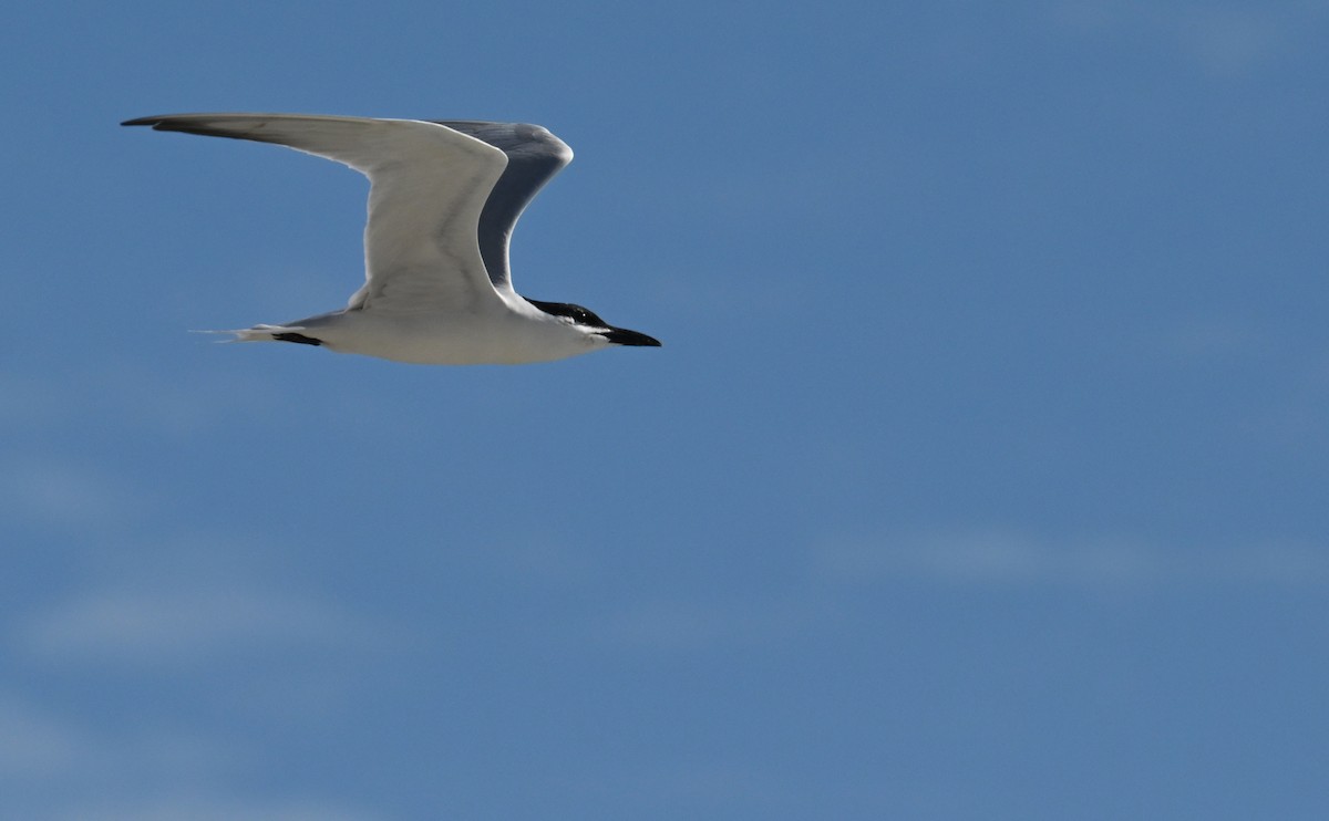 Gull-billed Tern - Rob Bielawski