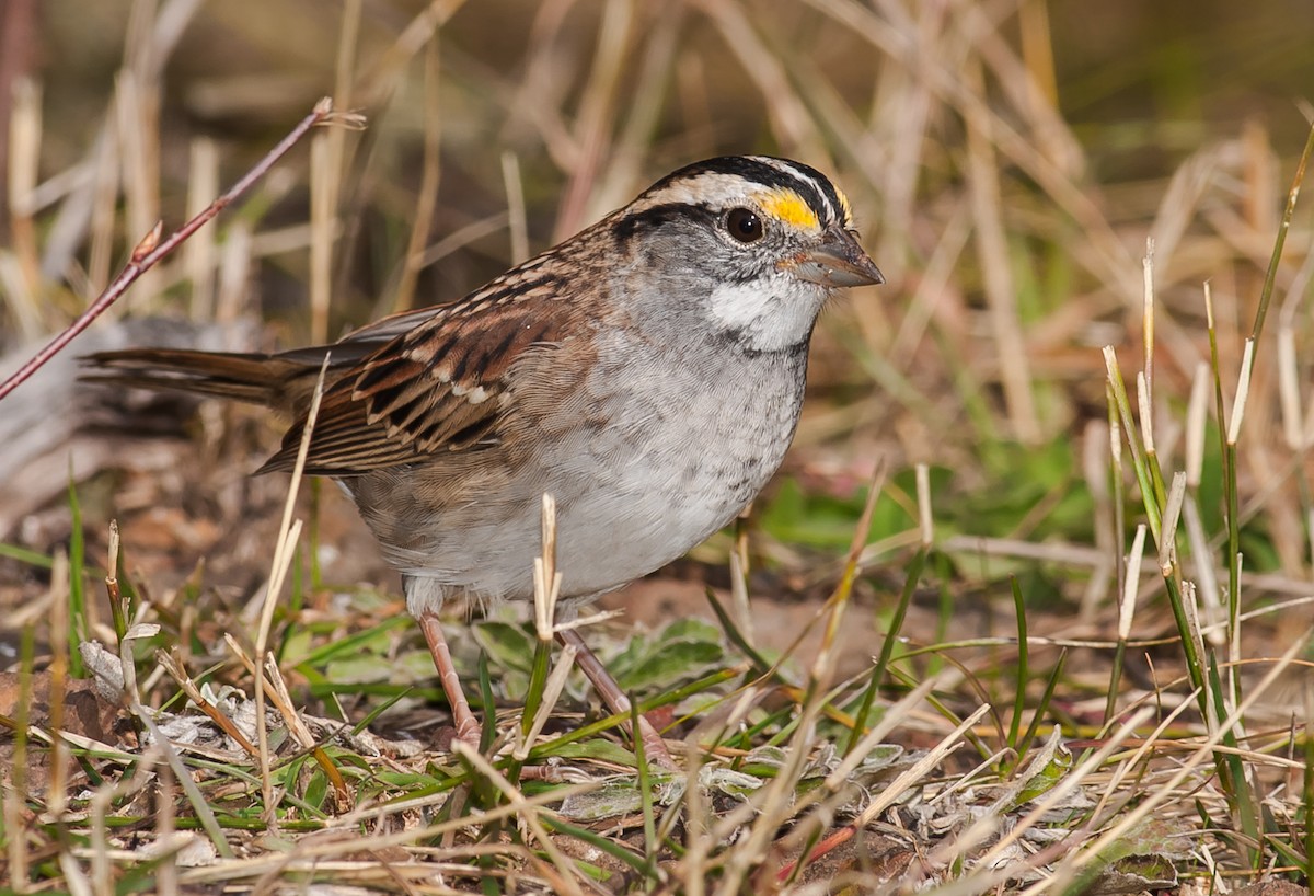 White-throated Sparrow - ML58829991