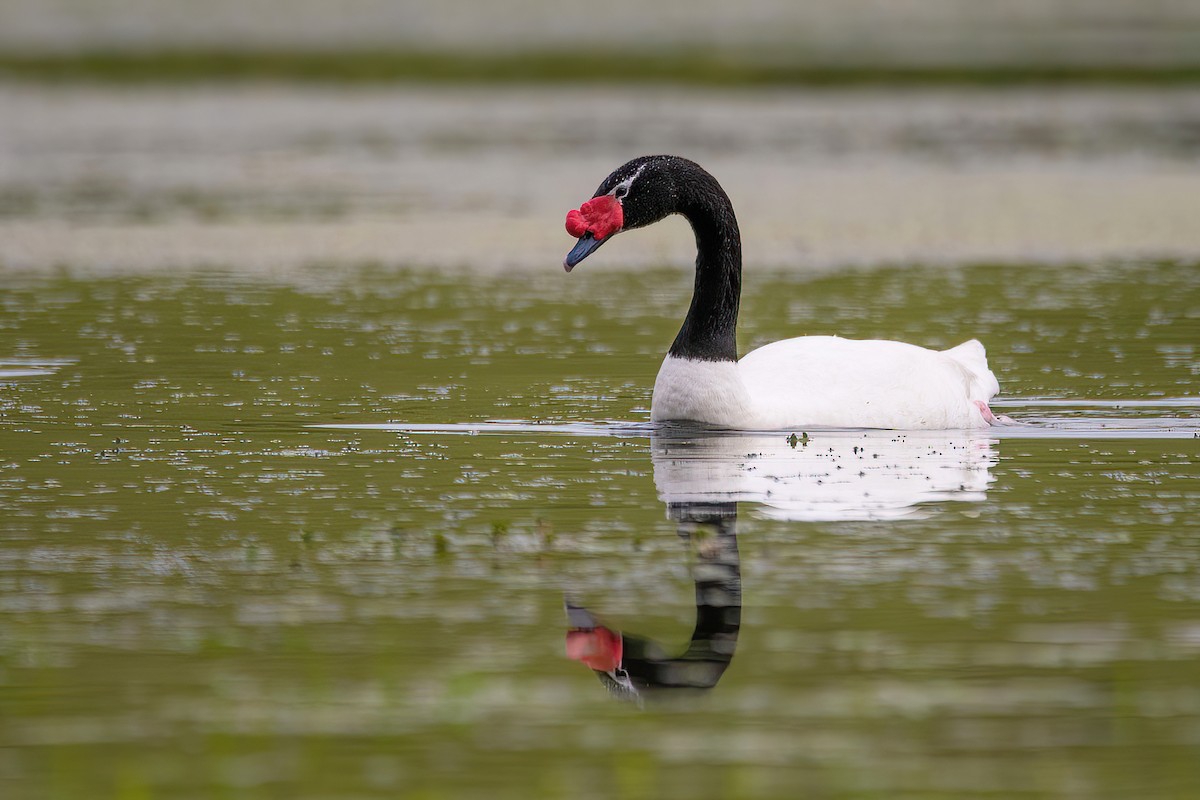 Black-necked Swan - ML588300631