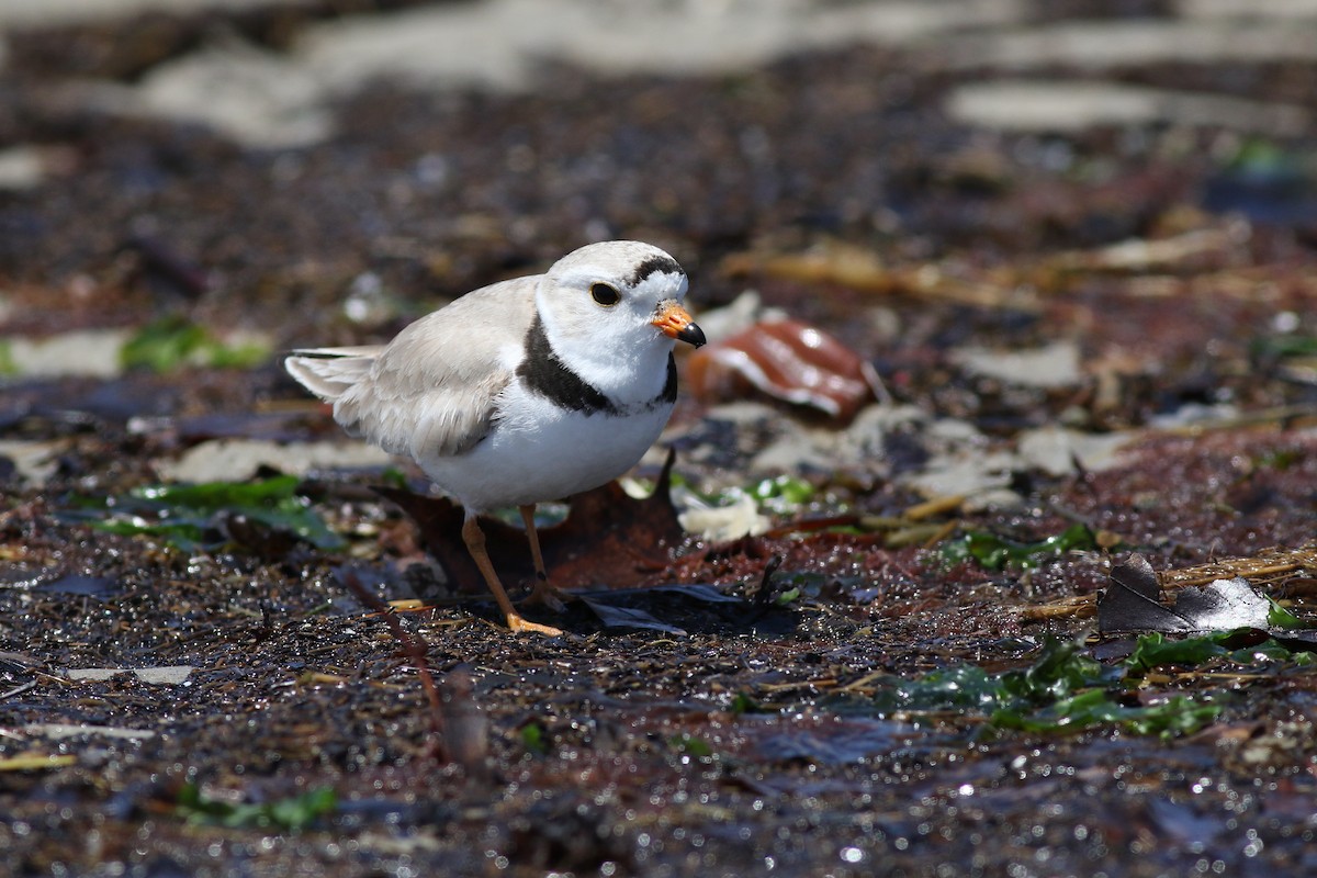 Piping Plover - ML58830181