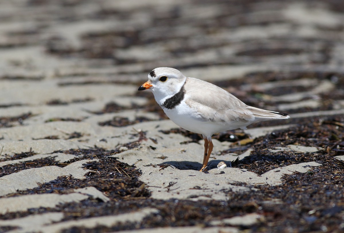 Piping Plover - ML58830191