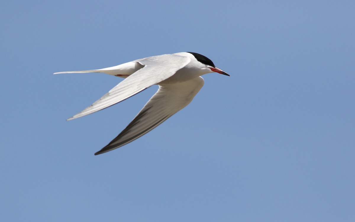 Common Tern (hirundo/tibetana) - ML58830261