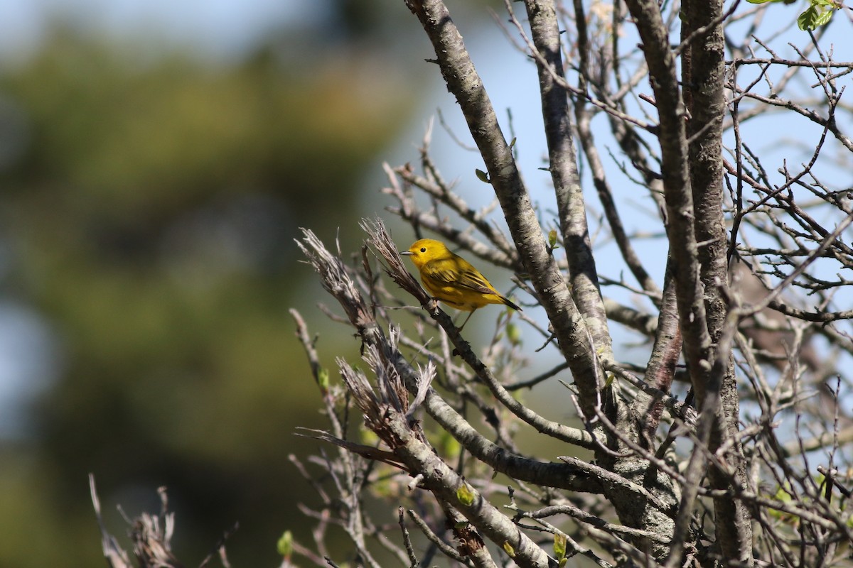 Yellow Warbler (Northern) - ML58830461