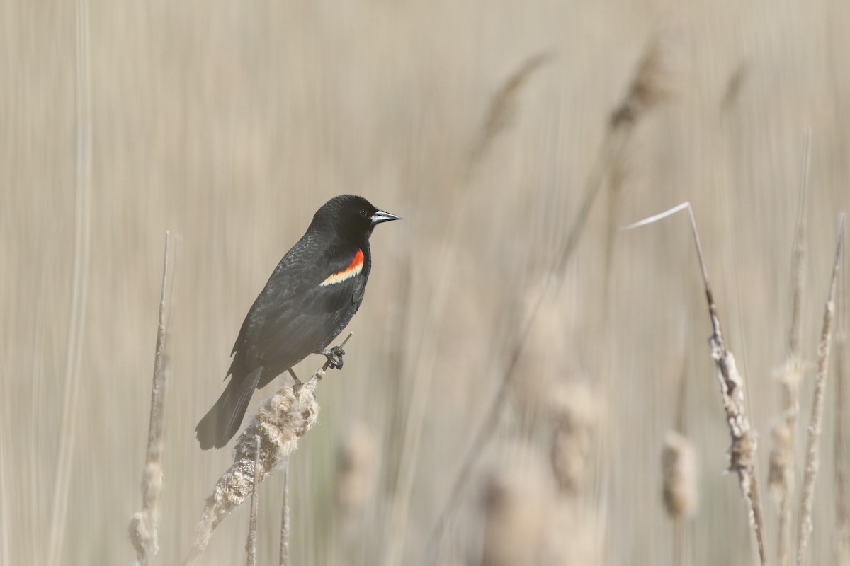 Red-winged Blackbird (Red-winged) - Max McCarthy