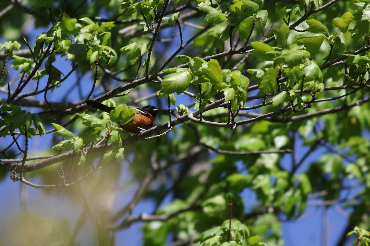 Orchard Oriole - ML58830571