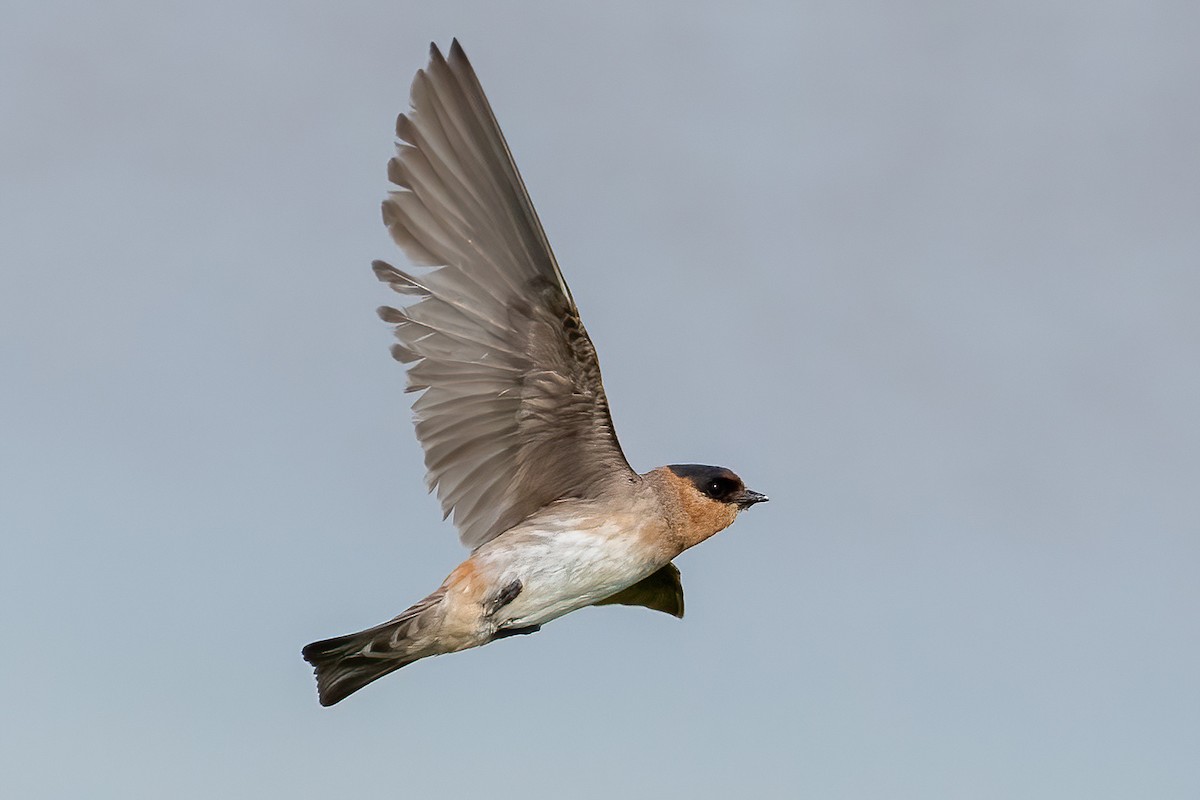 Cave Swallow - ML588306501