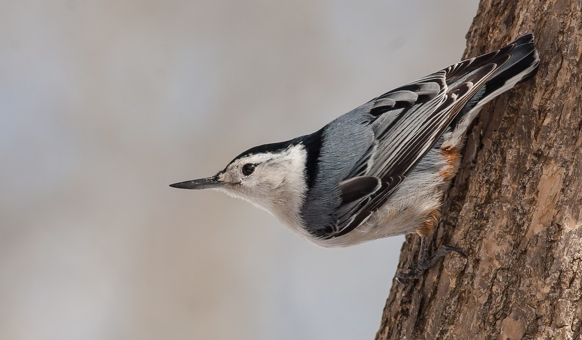 White-breasted Nuthatch - Chris Fagyal