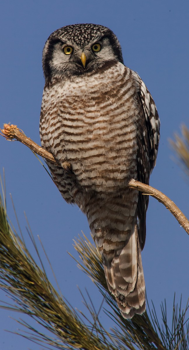 Northern Hawk Owl - Chris Fagyal