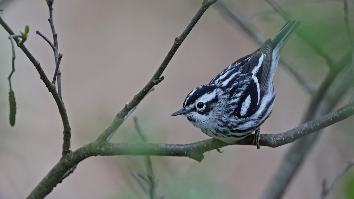 Black-and-white Warbler - ML58830931