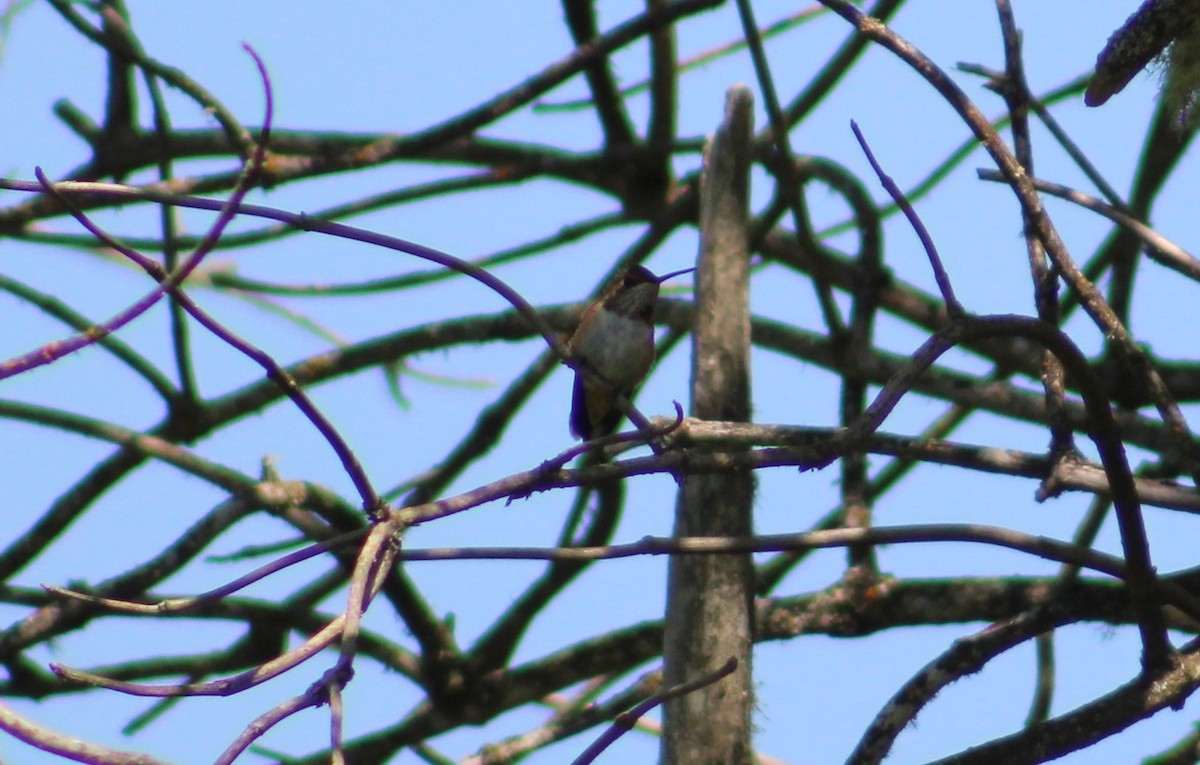 Rufous Hummingbird - ML588309971