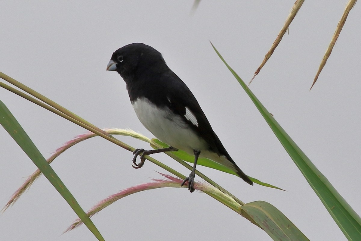 Black-and-white Seedeater - ML588310261