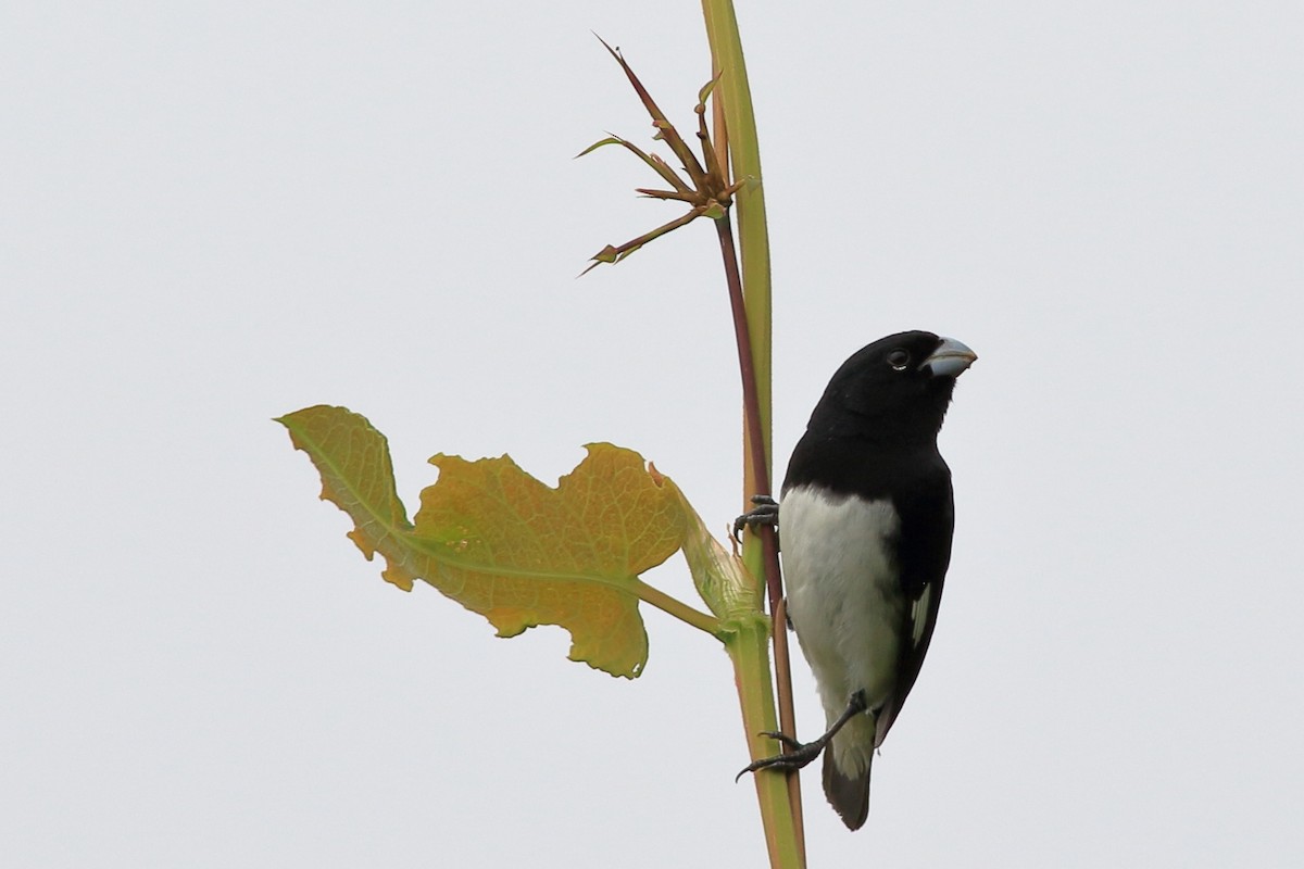 Black-and-white Seedeater - ML588310271