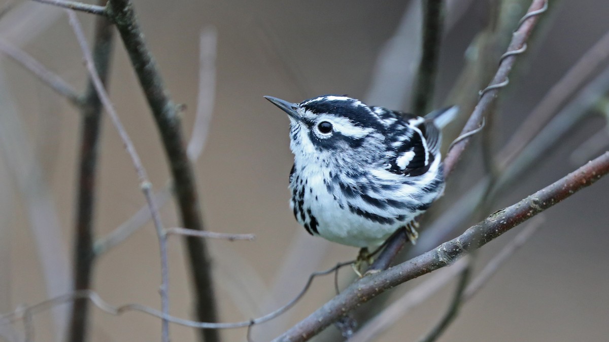 Black-and-white Warbler - ML58831101