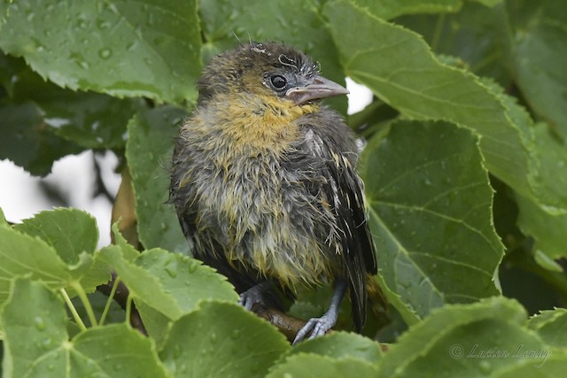 Baltimore Oriole - eBird