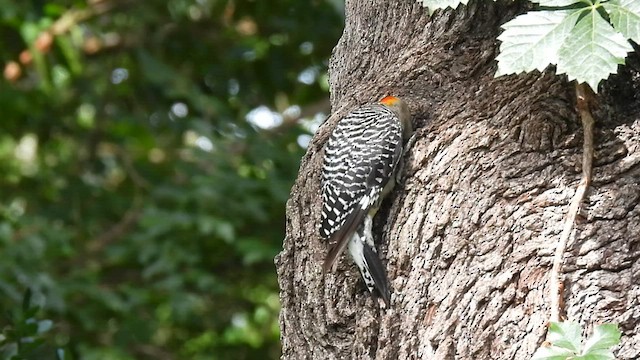 Golden-fronted Woodpecker (Northern) - ML588312551