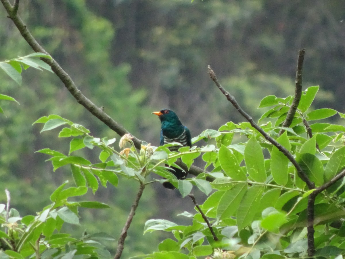 Asian Emerald Cuckoo - ML588315241