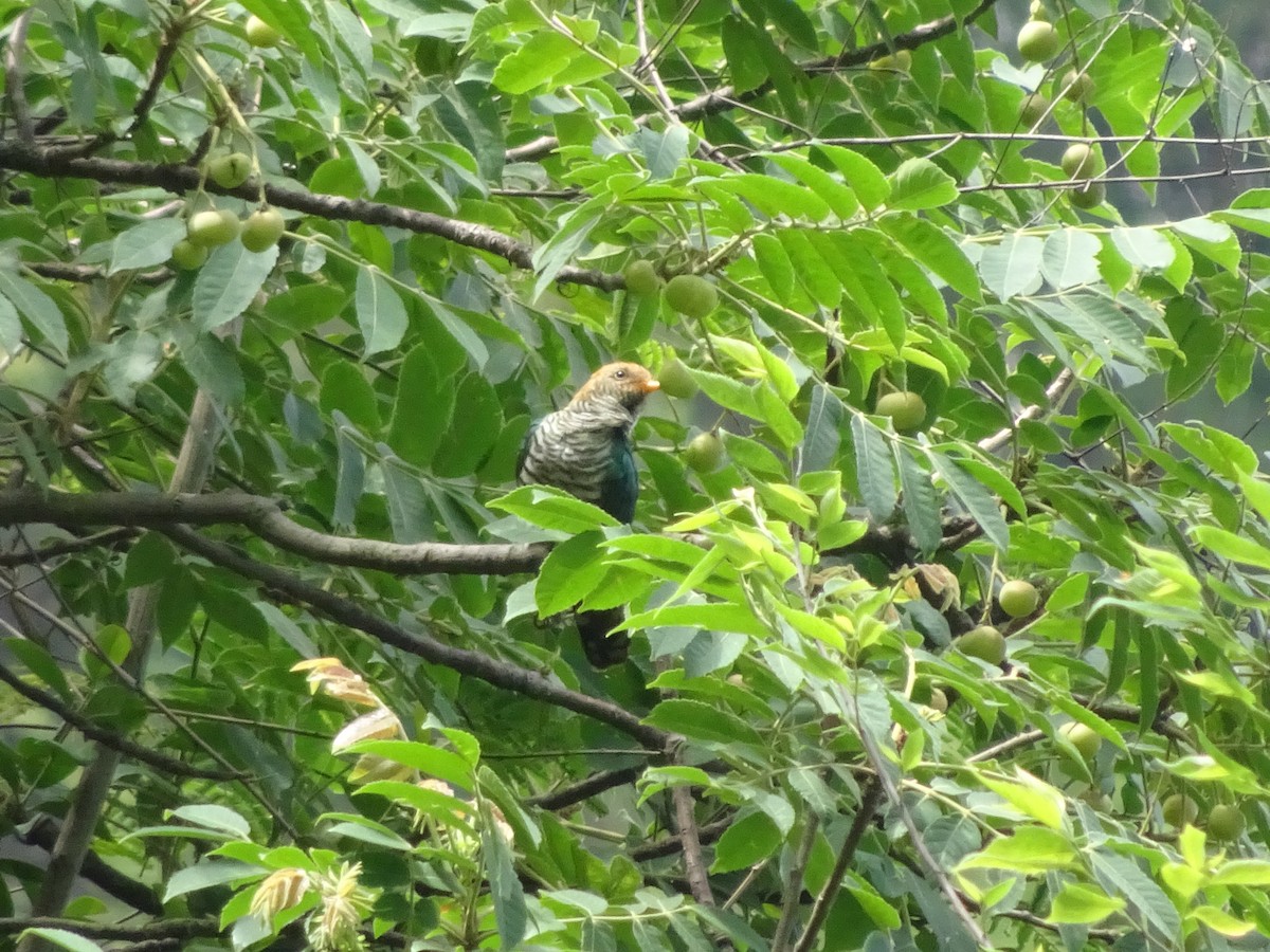 Asian Emerald Cuckoo - ML588315411