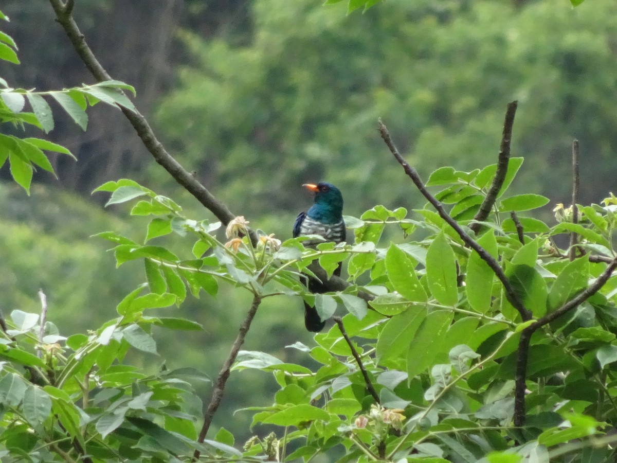 Asian Emerald Cuckoo - ML588315611