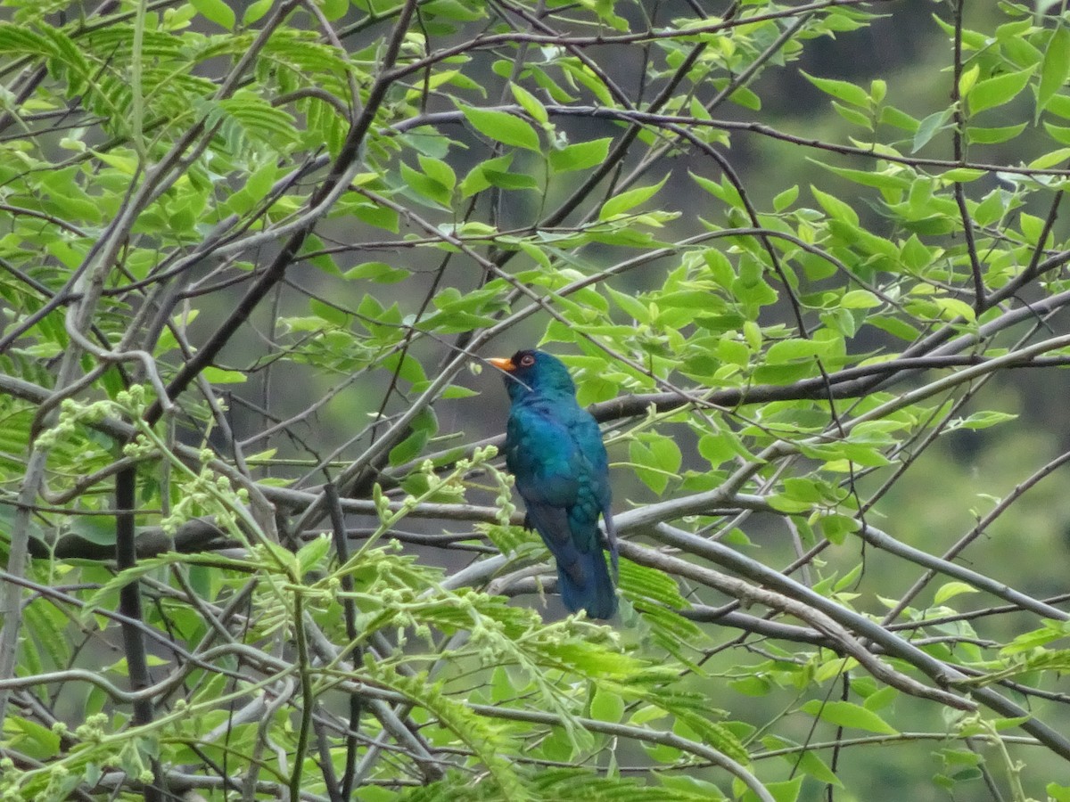 Asian Emerald Cuckoo - ML588315621